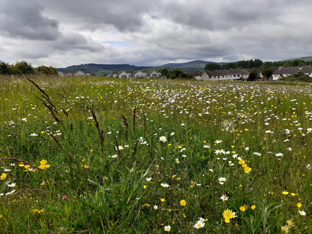 Móinéir faoi Bhláth Pháirc Thigh Motháin