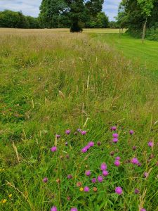 Centaurea nigra. Mown grass path through in a Wildflower