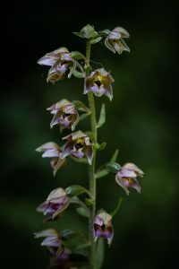 Broad Leaved Helleborine