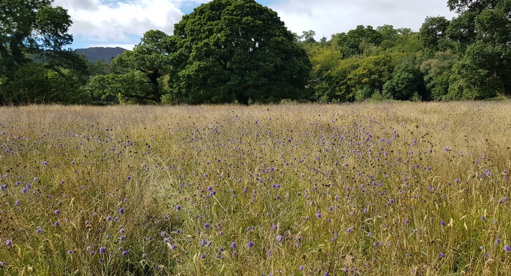 The Big Meadow, Glengarriff