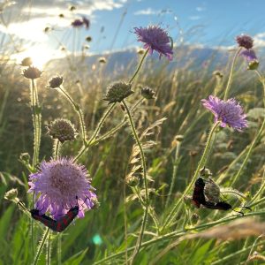 Grassland Plant; Photo: Peter Lang