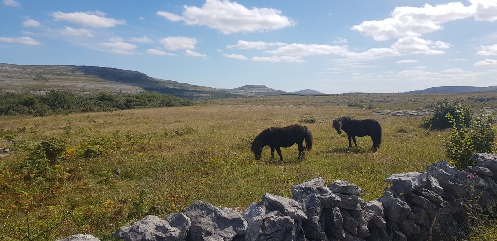 Ponies Grazing