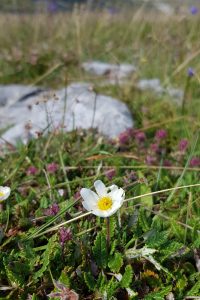 Mountain Avens