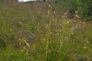 Quaking Grass