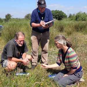 Two people are looking at a Fragrant orchid in a sloping field