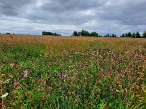 Vernal Grass