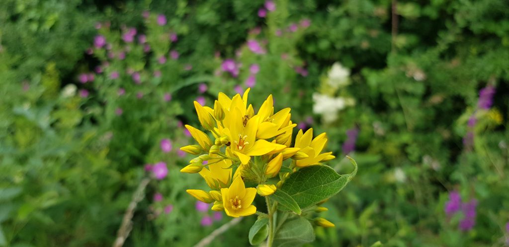 Breallán Léana (Lysimachia vulgaris)