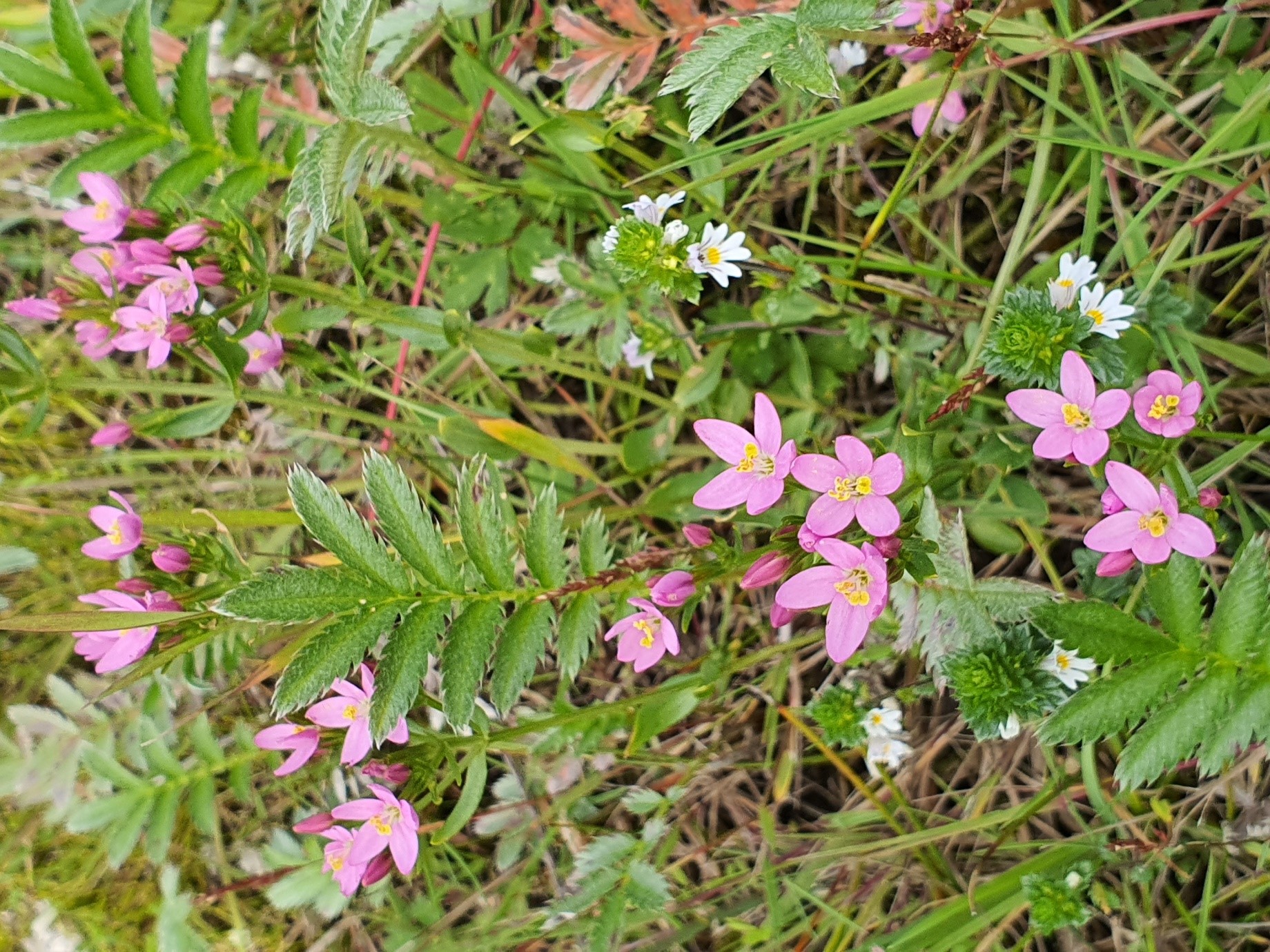 Grasslands trail