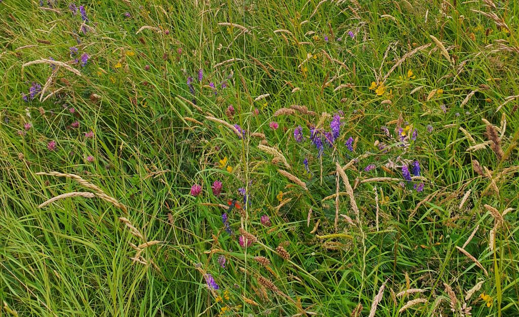 Colourful Flowers in Grassland at Newbridge House and Farm
