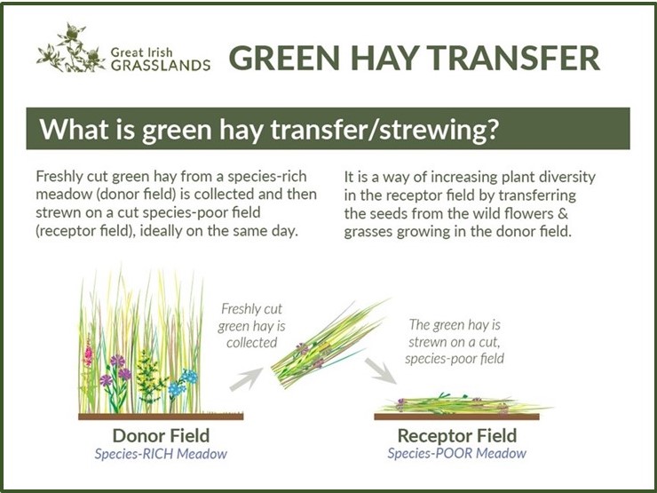 Green Hay Leaflet