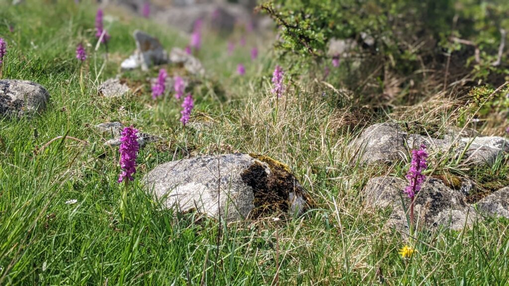 The Rocks, South Roscommon