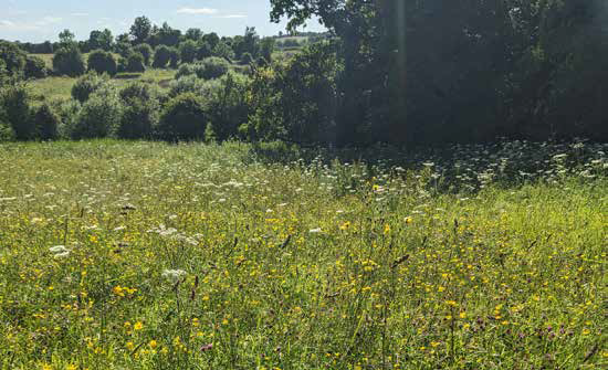Farmland at Calverstown House