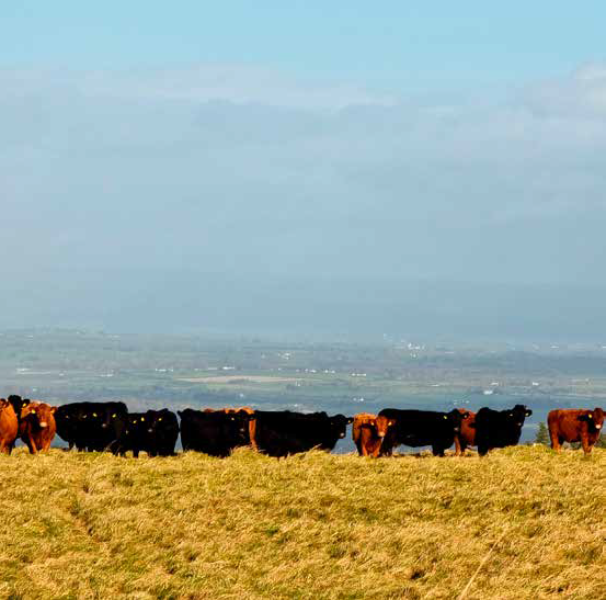 Clomantagh Hill