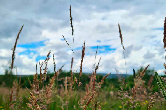 Drumnaph Nature Reserve
