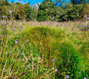 Glengarriff Nature Reserve