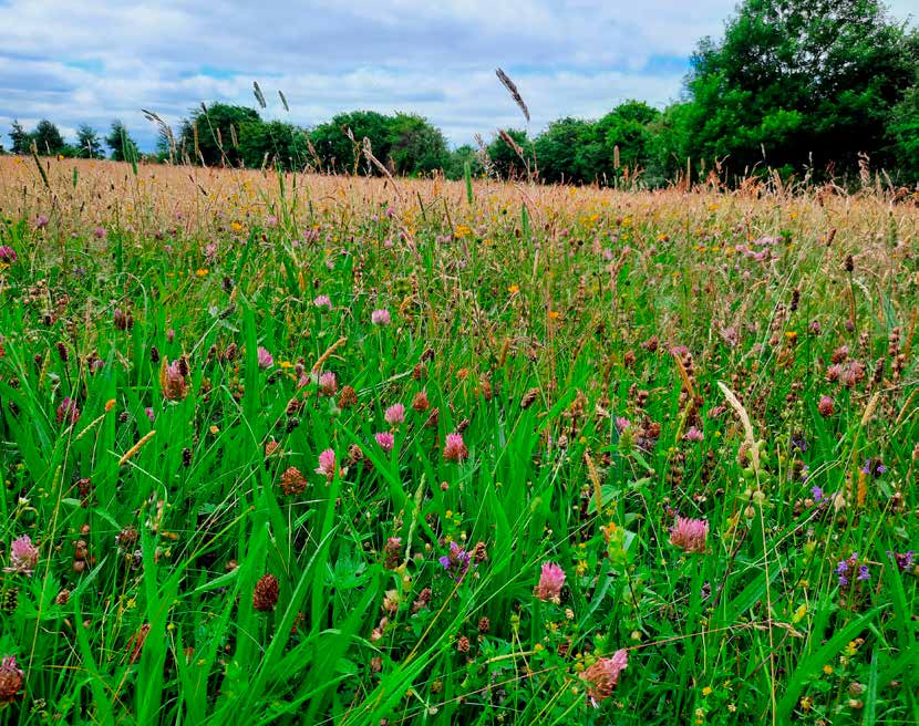 Farmland on the shores of Lough Ree