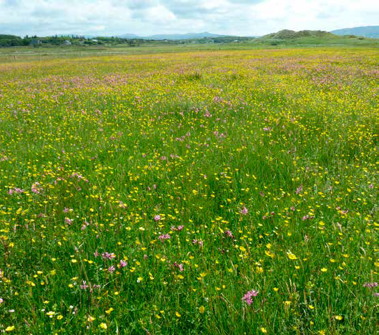 Sheskinmore Nature Reserve