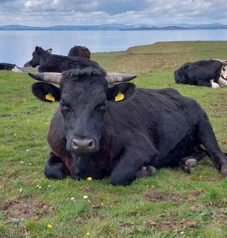 Farmland at St. John’s Point