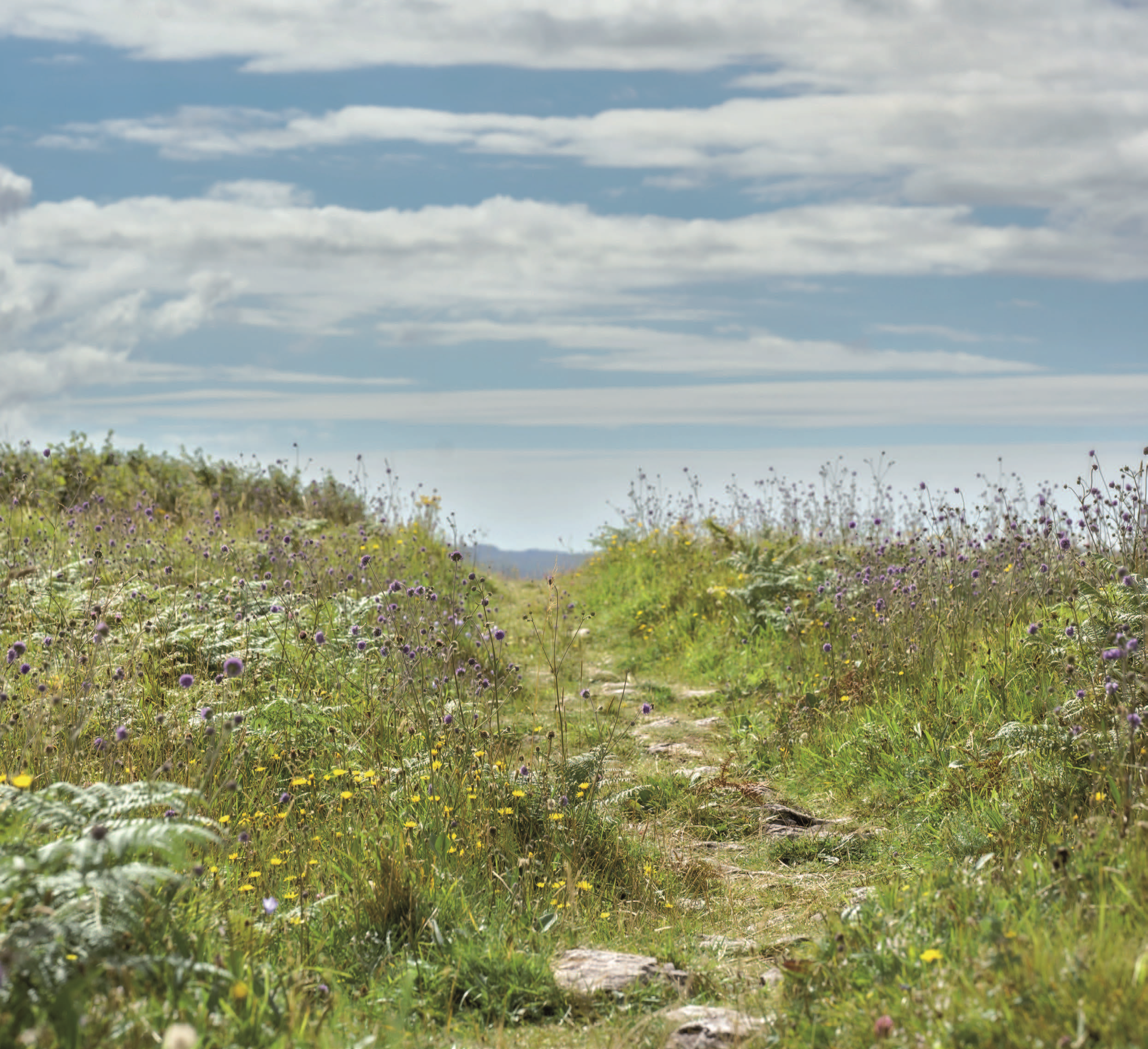 Natural Grassland